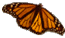 Monarch Butterfly