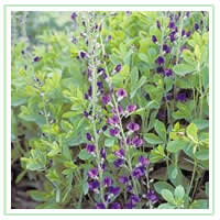 2010 Perennial of the Year: Blue False Indigo