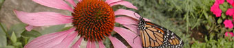 Monarch Release Tag Day Sunday, September 20, 2009: monarch butterfly at purple cone flower