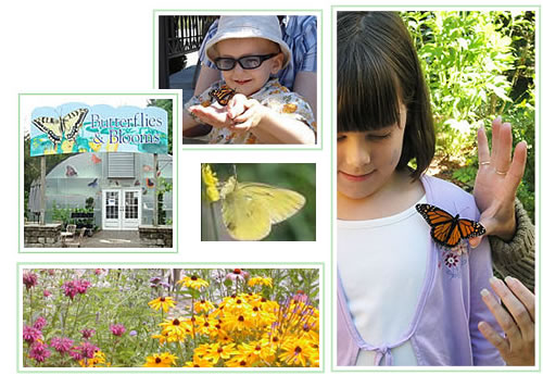 Butterfly Release Day at "Butterflies & Blooms" with butterfly attracting flowers