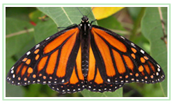 Monarch Butterfly