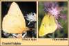 Clouded Sulphur butterfly
