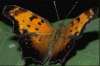 Fawn or Gray Comma butterfly