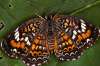 Phaon Crescent butterfly