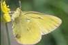 Pink-edged Sulphur butterfly