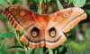 Polyphenus moth