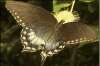 Spicebush Swallowtail butterfly