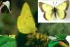 Yellow Sulphur butterfly