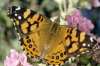 West Coast Painted Lady butterfly