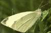 White Cabbage butterfly