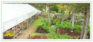 Polyhouse beside trees planted in the 1980's at Blue Willow Garden Centre