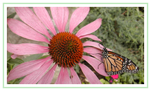 Monarch butterfly on butterfly attracting Purple Cone Flower (Echinacea purpurea)