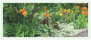 Orange daylilies perennial border