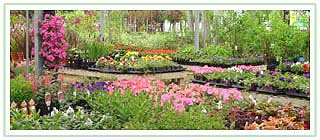 Garden Centre greenhouse display of annuals