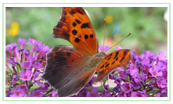 Butterfly on butterfly bush