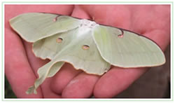 Luna moth resting on hands inside the butterfly conservatory