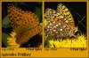 Aphrodite Fritillary butterfly