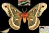 Cecropia moth