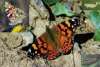 European Painted Lady butterfly