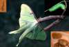 Luna moth