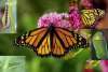 Monarch butterfly