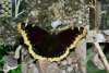Mourning Cloak butterfly