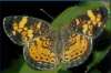 Northern Crescent butterfly