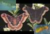 Prometheus moth
