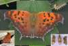 Question Mark butterfly
