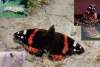 Red Admiral butterfly