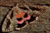 Sweetheart butterfly
