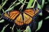 Viceroy butterfly